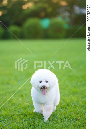 夏天黃昏時分，一隻白狗在草坪上奔跑 93152973