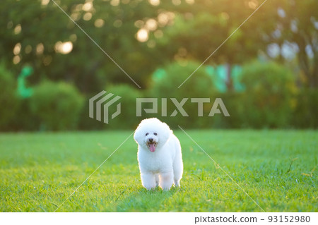 夏天黃昏時分,一隻白狗在草坪上奔跑 夏天黃昏時分,一隻白狗在草坪上奔跑 93152980
