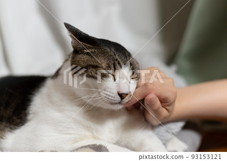 Kijitora貓撫摸一隻貓 93153121