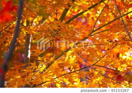 Autumn leaves 93153267