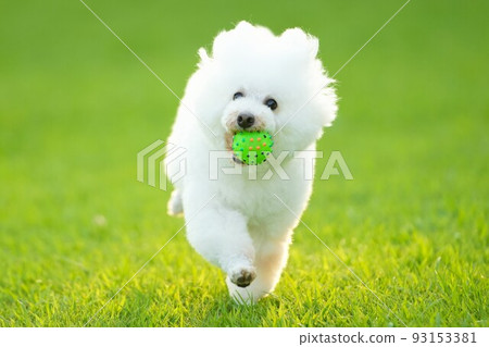 A white dog running on the lawn at dusk in summer A white dog running on the lawn at dusk in summer 93153381