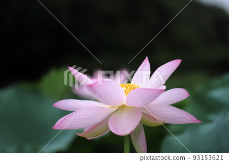 A lotus A lotus 93153621