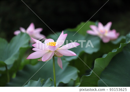 A lotus A lotus 93153625