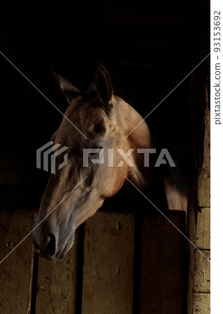 Brown horse in a stall, portrait, low key, strong shadows, vertical frame. Brown horse in a stall, portrait, low key, strong shadows, vertical frame. 93153692