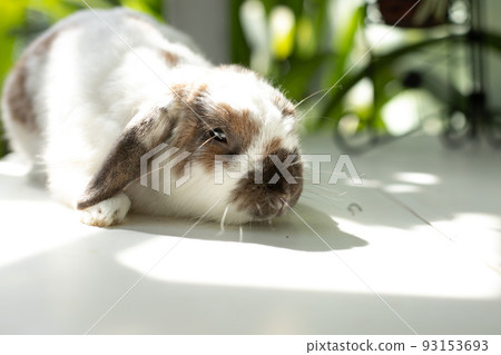 A cute little rabbit with hanging ears. Close-up, selective focus, copy of the space 93153693