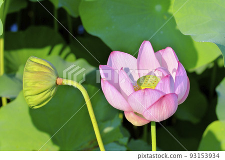 Lotus flower  93153934