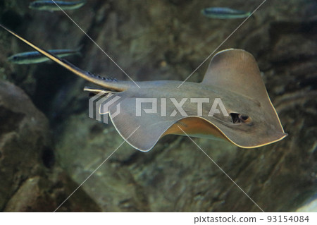 觀賞魚,黃貂魚 觀賞魚,黃貂魚 93154084