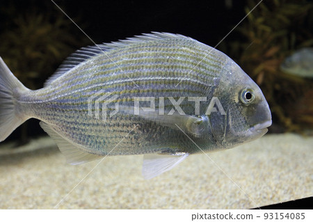 觀賞魚，黑鯛 93154085