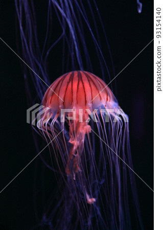 Red jellyfish in the aquarium Red jellyfish in the aquarium 93154140