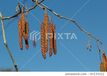 European alder, Alnus glutinosa, tree, close-up of cones and catkins in early spring European alder, Alnus glutinosa, tree, close-up of cones and catkins in early spring 93154322