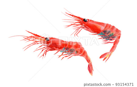 北極龍蝦手繪水彩畫 93154371