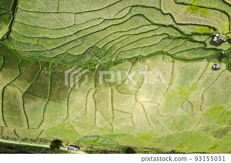 Wat Ban Wen rice fields in Nan province, Thailand 93155031