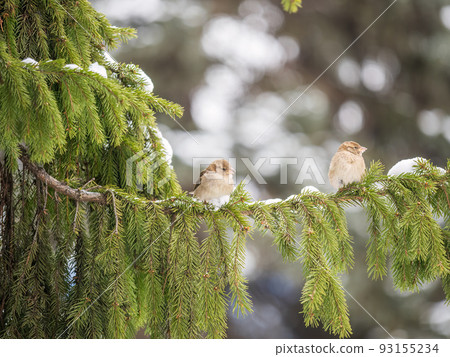 Two Sparrows sits on a fir branch with snow or winter 93155234