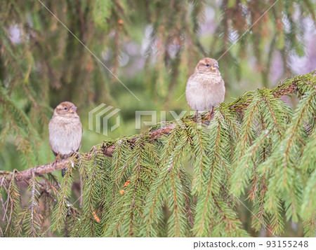 Sparrow sits on a fir branch in the sunset light. Sparrow sits on a fir branch in the sunset light. 93155248