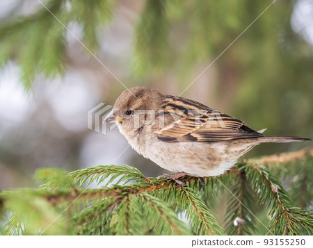 Sparrow sits on a fir branch in the sunset light. Sparrow sits on a fir branch in the sunset light. 93155250