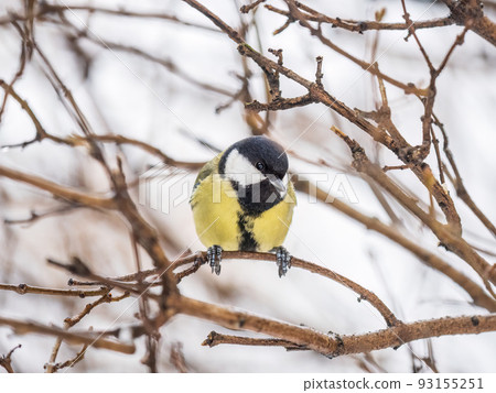 Cute bird Great tit, songbird sitting on a branch without leaves in the autumn or winter. 93155251