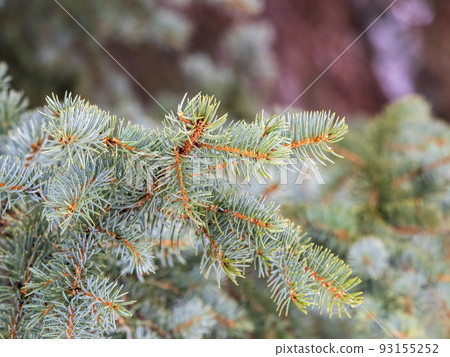 Green fir branches in winter during at sunset 93155252