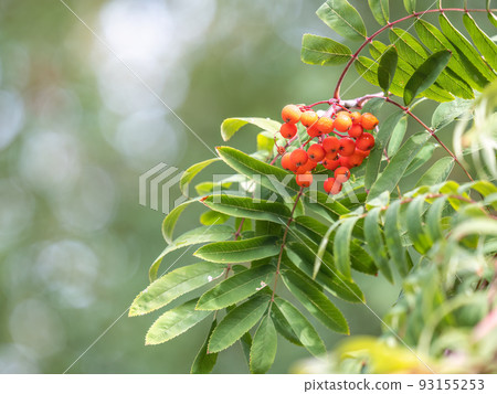 Autumn bright red rowan berries with leaves 93155253