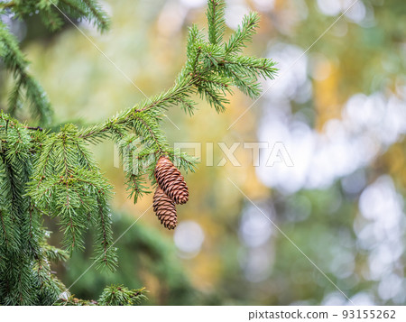 Background of green spruce branches with water drops after rain 93155262