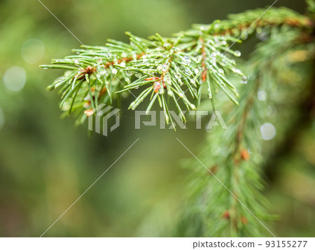 Background of green spruce branches with water drops after rain Background of green spruce branches with water drops after rain 93155277