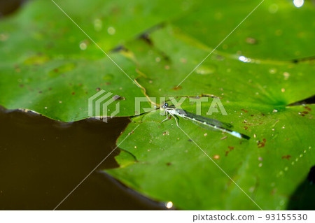 Affiliation Affiliation 93155530