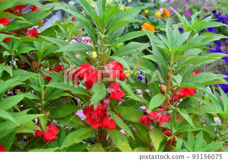 Garden Balsam (Hosenka) 93156075