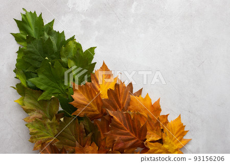 Maple leaves in three colors, green, red and yellow Maple leaves in three colors, green, red and yellow 93156206