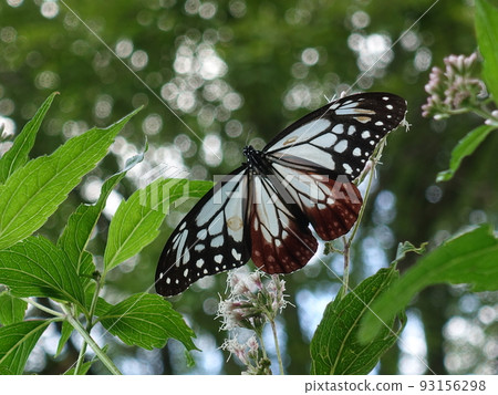 chestnut tiger butterfly butterfly chestnut tiger butterfly butterfly 93156298