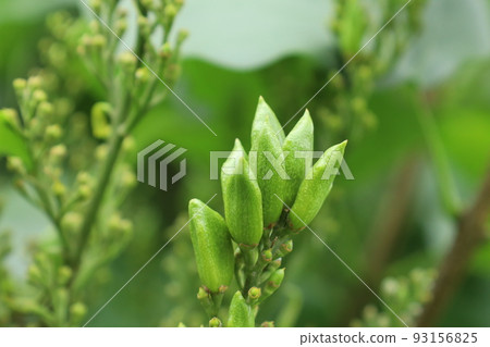 丁香果 93156825