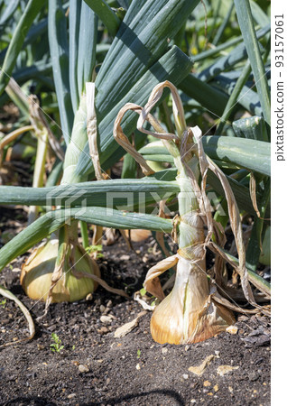 Large Onion 'Ailsa Craig' growing in garden allotment. Big onions ripening in the soil in the vegetable garden 93157061