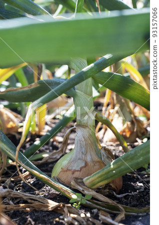 Large Onion 'Ailsa Craig' growing in garden allotment. Big onions ripening in the soil in the vegetable garden 93157066