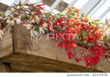 Red bell Fuchsia flowers in bloom summer blooming garden Red bell Fuchsia flowers in bloom summer blooming garden 93157076