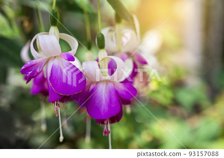 Purple pink Fuchsia flowers in bloom 93157088
