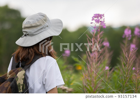 Lake Nozori Hiking Course, Willow Herb Orchid Colony 93157134
