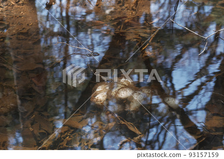 在山上發現的黑蠑螈蛋 93157159