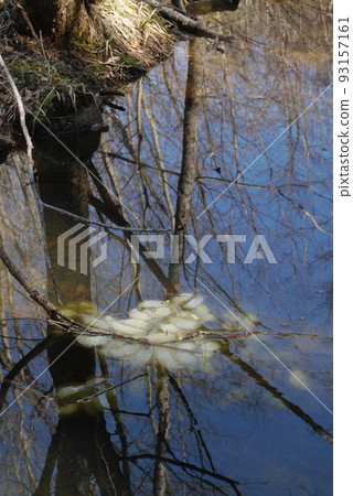 在山上發現的黑蠑螈蛋 在山上發現的黑蠑螈蛋 93157161