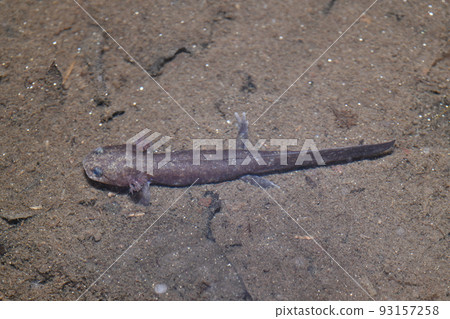 黑蠑螈幼蟲 黑蠑螈幼蟲 93157258