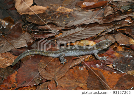 Male black salamander Male black salamander 93157265