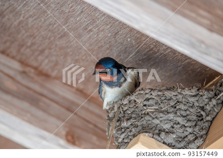 Swallow perched on the edge of the nest 93157449