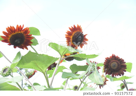 Sunflower (claret) Sunflower (claret) 93157572