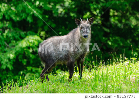 Japanese serow facing here 93157775