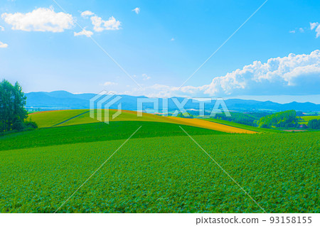 美瑛美麗的丘陵地帶 美瑛美麗的丘陵地帶 93158155