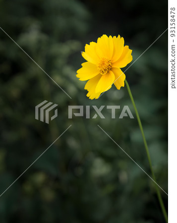 Yellow flower of Lanceleaf Coreopsis in garden. 93158478