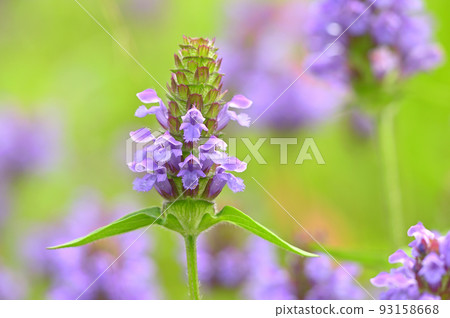 米圓白菜花 米圓白菜花 93158668