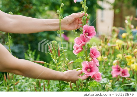 Blooming mallow plant in summer garden, woman hands treading flowers Blooming mallow plant in summer garden, woman hands treading flowers 93158679