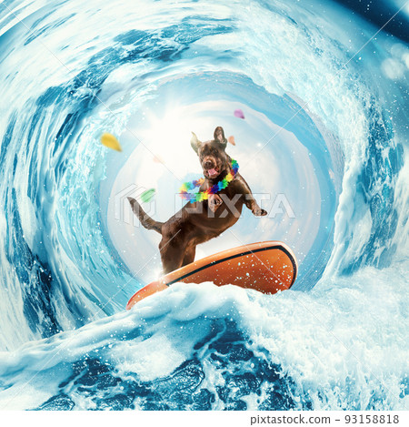 Happy and funny Labrador dog surfing on huge wave in ocean or sea on summer vacation with modern sunglasses and flower chain. Concept of rest, sport, adventures 93158818