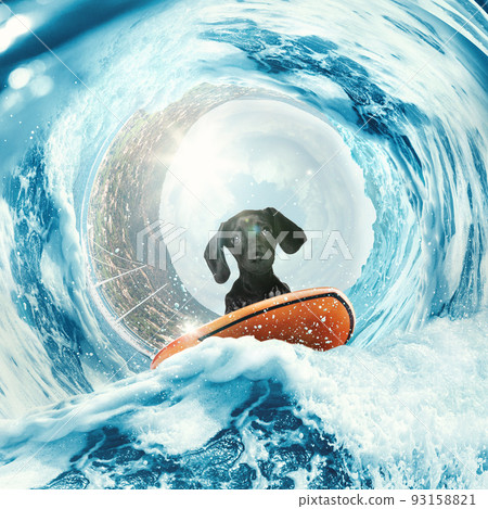 Collage with cute dachshund puppy surfing on wave in ocean or sea on summer holidays with colorful flower chain. Concept of rest, sport, adventures Collage with cute dachshund puppy surfing on wave in ocean or sea on summer holidays with colorful flower chain. Concept of rest, sport, adventures 93158821