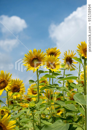 從下往上看向日葵田的垂直構圖，藍天中漂浮的雲彩背景模糊 93158994