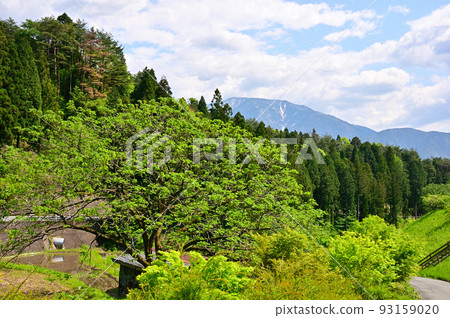 水稻種植前的寧靜風景 水稻種植前的寧靜風景 93159020