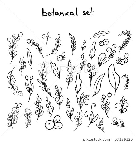 Set of Hand drawn doodle vector leaves and branches. Floral, botanical plant elements Set of Hand drawn doodle vector leaves and branches. Floral, botanical plant elements 93159129